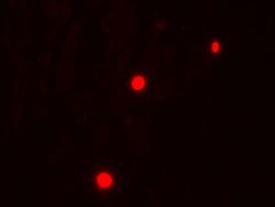 Invitrogen NOX1 Polyclonal Antibody 100 &mu;g; Unconjugated:Antibodies,