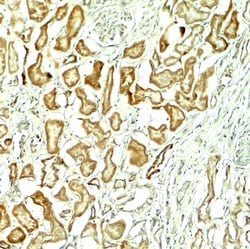 Invitrogen NOX1 Polyclonal Antibody 100 &mu;g; Unconjugated:Antibodies,