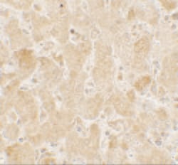 Invitrogen LAMTOR2 Polyclonal Antibody 100 &mu;g; Unconjugated:Antibodies,