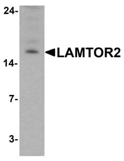 Invitrogen LAMTOR2 Polyclonal Antibody 100 &mu;g; Unconjugated:Antibodies,
