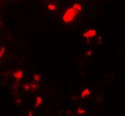 Invitrogen UBIAD1 Polyclonal Antibody 100 &mu;g; Unconjugated:Antibodies,