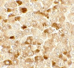 Invitrogen UBIAD1 Polyclonal Antibody 100 &mu;g; Unconjugated:Antibodies,