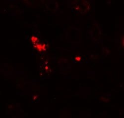 Invitrogen NOX3 Polyclonal Antibody 100 &mu;g; Unconjugated:Antibodies,