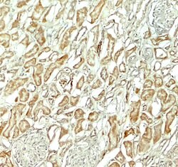 Invitrogen NOX3 Polyclonal Antibody 100 &mu;g; Unconjugated:Antibodies,