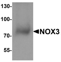 Invitrogen NOX3 Polyclonal Antibody 100 &mu;g; Unconjugated:Antibodies,