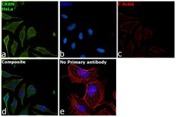 Invitrogen CRBN Polyclonal Antibody 100 &mu;g; Unconjugated:Antibodies,