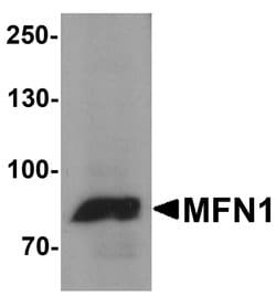Invitrogen MFN1 Polyclonal Antibody 100 &mu;g; Unconjugated:Anticuerpos