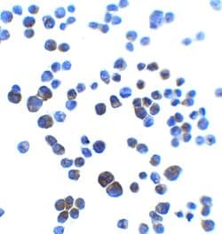 Invitrogen AJAP1 Polyclonal Antibody 100 &mu;g; Unconjugated:Antibodies,