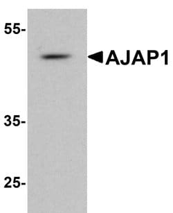 Invitrogen AJAP1 Polyclonal Antibody 100 &mu;g; Unconjugated:Antibodies,