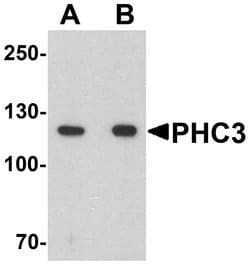 Invitrogen PHC3 Polyclonal Antibody 100 &mu;g; Unconjugated:Antibodies,