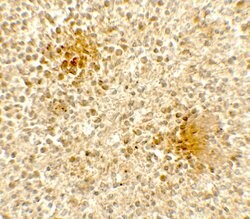 Invitrogen DOCK8 Polyclonal Antibody 100 &mu;g; Unconjugated:Antibodies,