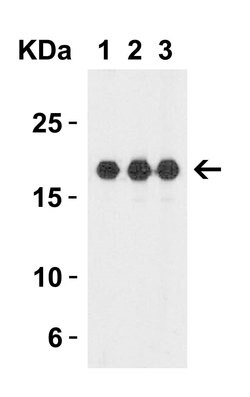 Invitrogen IL1F10 Polyclonal Antibody 100 &mu;g; Unconjugated:Antibodies,