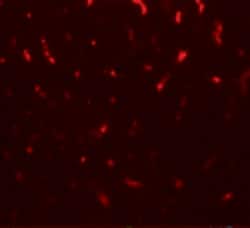 Invitrogen TMIGD1 Polyclonal Antibody 100 &mu;g; Unconjugated:Anticorps,