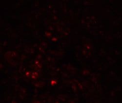 Invitrogen LRRC26 Polyclonal Antibody 100 &mu;g; Unconjugated:Antibodies,