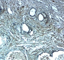 Invitrogen LRRC26 Polyclonal Antibody 100 &mu;g; Unconjugated:Antibodies,