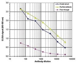 Invitrogen H4K20me3 Polyclonal Antibody 50 &mu;g; Unconjugated:Antibodies,