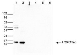 Invitrogen H2BK15ac Polyclonal Antibody 50 &mu;g; Unconjugated:Antibodies,