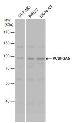Invitrogen PCDHGA5 Polyclonal Antibody 100 &mu;L; Unconjugated:Antibodies,