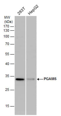 Invitrogen PGAM5 Polyclonal Antibody 100 &mu;L; Unconjugated:Antibodies,