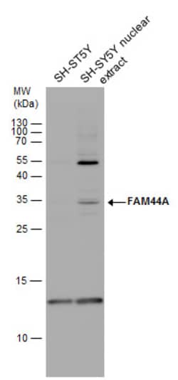 Invitrogen FAM44A Polyclonal Antibody 100 &mu;L; Unconjugated:Antibodies,