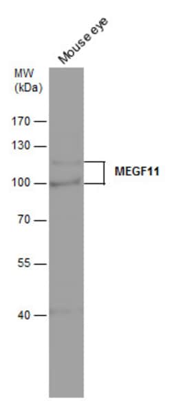 Invitrogen MEGF11 Polyclonal Antibody 100 &mu;L; Unconjugated:Antibodies,