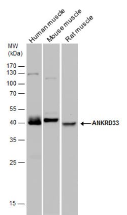 Invitrogen ANKRD33 Polyclonal Antibody 100 &mu;L | Buy Online | Invitrogen&trade; | Fisher Scientific