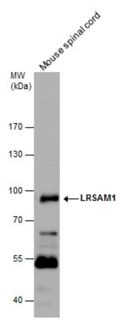 Invitrogen LRSAM1 Polyclonal Antibody 100 &mu;L; Unconjugated:Antibodies,
