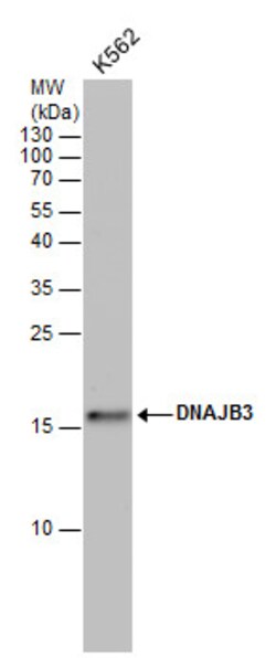 Invitrogen DNAJB3 Polyclonal Antibody 100 &mu;L; Unconjugated:Antibodies,