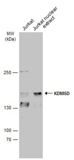 Invitrogen KDM5D Polyclonal Antibody 100 &mu;L; Unconjugated:Antibodies,