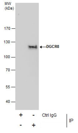 Invitrogen DGCR8 Polyclonal Antibody 100 &mu;L; Unconjugated:Antibodies,
