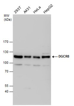 Invitrogen DGCR8 Polyclonal Antibody 100 &mu;L; Unconjugated:Antibodies,