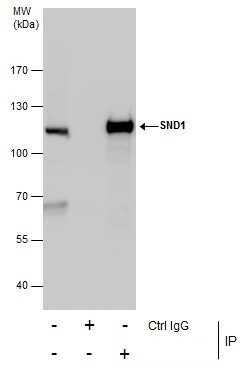 Invitrogen SND1 Polyclonal Antibody 100 &mu;L; Unconjugated:Antibodies,