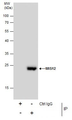 Invitrogen MIS12 Polyclonal Antibody 100 &mu;L; Unconjugated:Anticorps,
