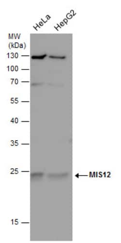 Invitrogen MIS12 Polyclonal Antibody 100 &mu;L; Unconjugated:Anticorps,
