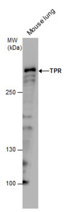 Invitrogen TPR Polyclonal Antibody 100 &mu;L | Buy Online | Invitrogen&trade; | Fisher Scientific