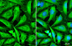 Invitrogen STX17 Polyclonal Antibody 100 &mu;L; Unconjugated:Antibodies,