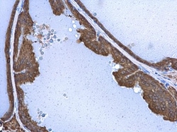 Invitrogen STX17 Polyclonal Antibody 100 &mu;L; Unconjugated:Antibodies,