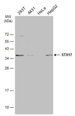 Invitrogen STX17 Polyclonal Antibody 100 &mu;L; Unconjugated:Antibodies,