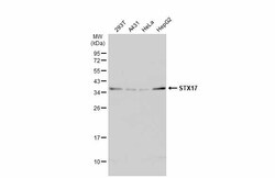 Invitrogen STX17 Polyclonal Antibody 100 &mu;L; Unconjugated:Antibodies,