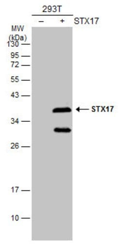 Invitrogen STX17 Polyclonal Antibody 100 &mu;L; Unconjugated:Antibodies,