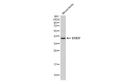 Invitrogen STX17 Polyclonal Antibody 100 &mu;L; Unconjugated:Antibodies,