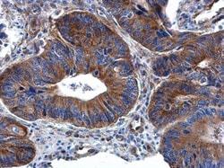 Invitrogen RPL32 Polyclonal Antibody 100 &mu;L; Unconjugated:Antibodies,