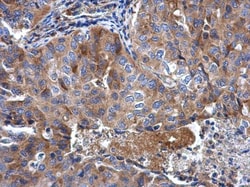 Invitrogen RPL32 Polyclonal Antibody 100 &mu;L; Unconjugated:Antibodies,