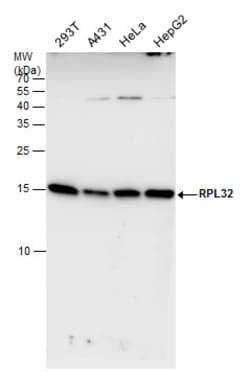 Invitrogen RPL32 Polyclonal Antibody 100 &mu;L; Unconjugated:Antibodies,