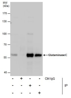 Invitrogen Glutaminase C (GAC) Polyclonal Antibody 100 &mu;L; Unconjugated:Antibodies,