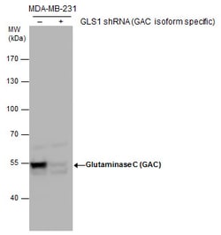 Invitrogen Glutaminase C (GAC) Polyclonal Antibody 100 &mu;L; Unconjugated:Antibodies,