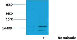 Invitrogen Phospho-Histone H3 (Ser28) Polyclonal Antibody 100 &mu;L | Buy Online | Invitrogen&trade; | Fisher Scientific