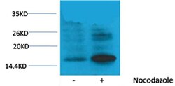 Invitrogen Phospho-Histone H3 (Thr118) Polyclonal Antibody 100 &mu;L; Unconjugated:Antibodies,