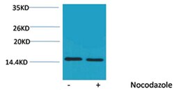 Invitrogen Phospho-Histone H4 (Thr80) Polyclonal Antibody 100 &mu;L | Buy Online | Invitrogen&trade; | Fisher Scientific