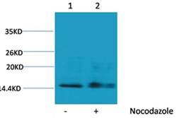 Invitrogen Phospho-Histone H1 (Ser1) Polyclonal Antibody 100 &mu;L | Buy Online | Invitrogen&trade; | Fisher Scientific